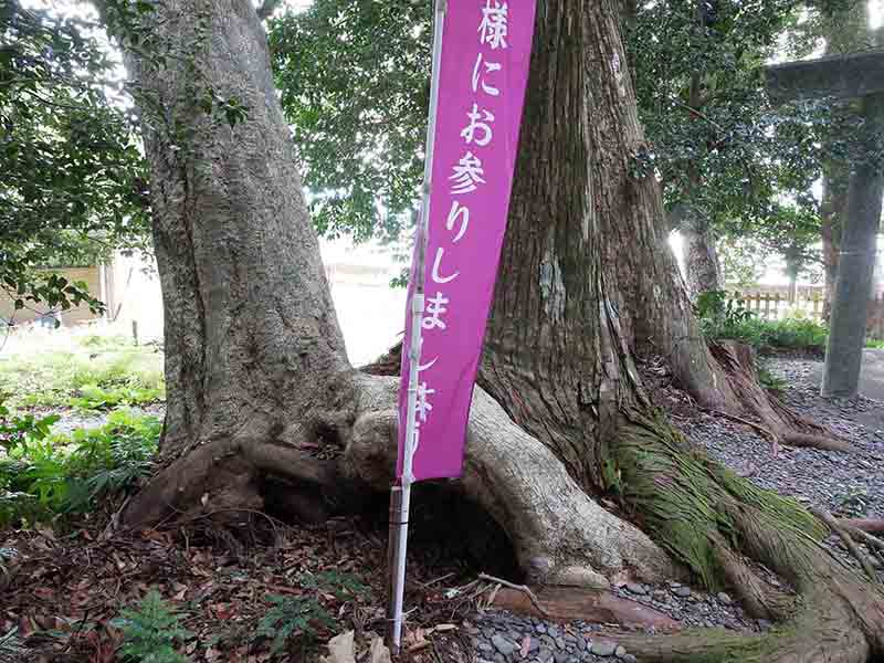豊浦神社の仲良しの木