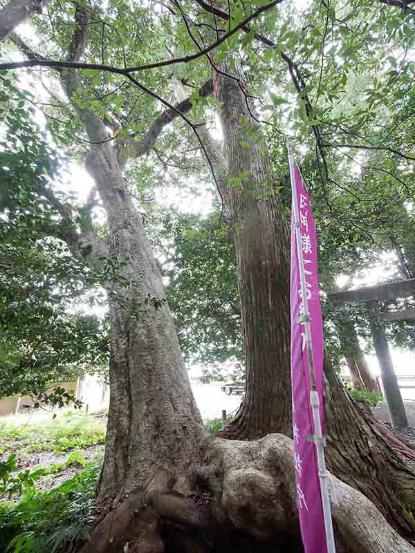豊浦神社の仲良しの木
