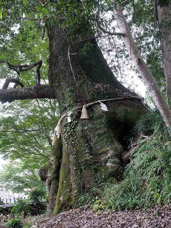 長島神社のクスノキ