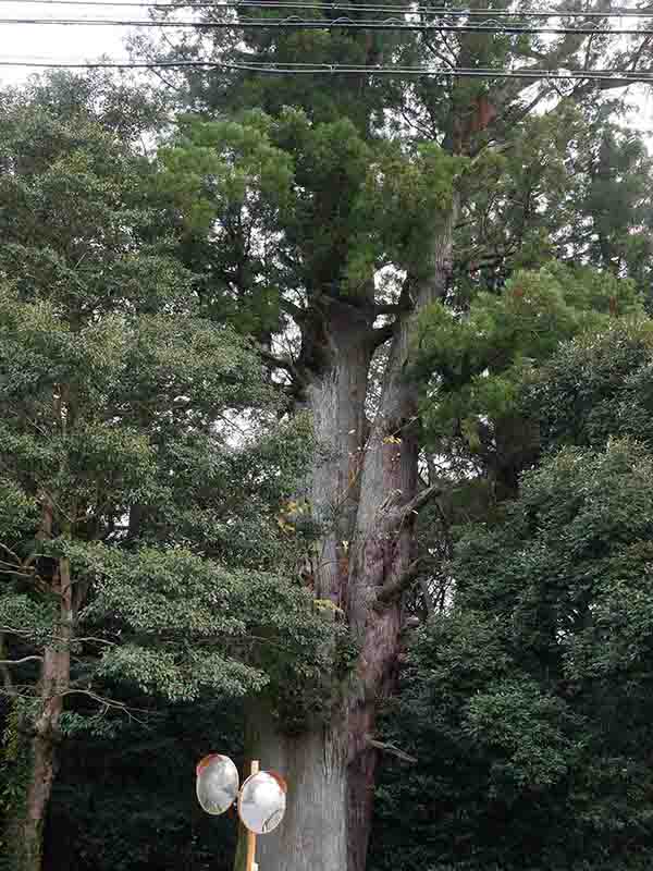 川添神社の大杉