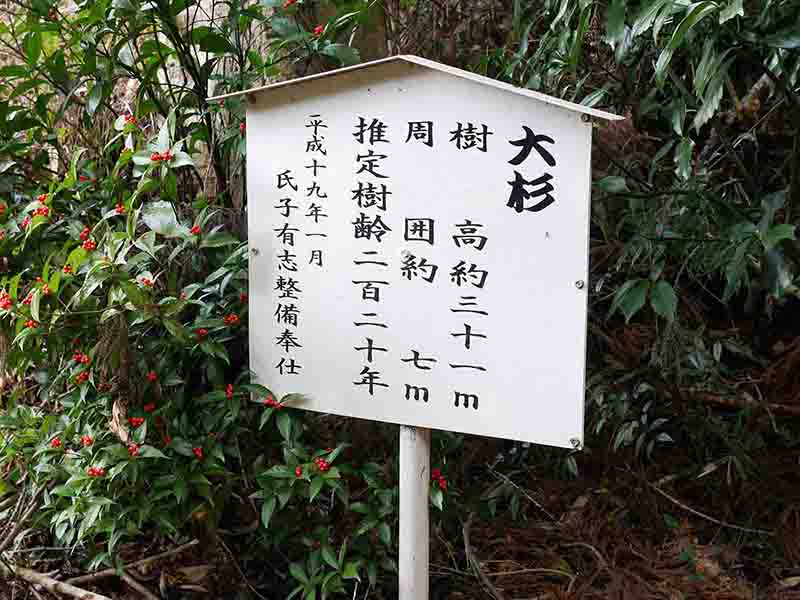 川添神社の大杉