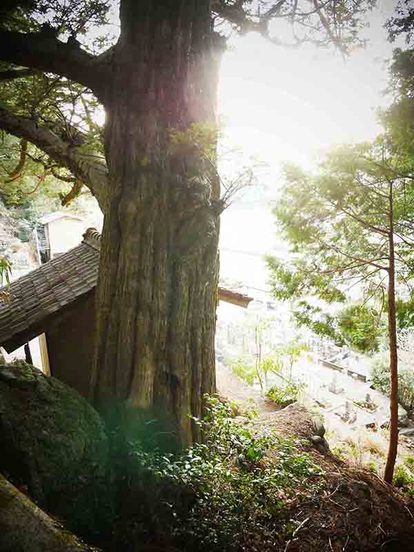 長泉寺のカヤの巨木