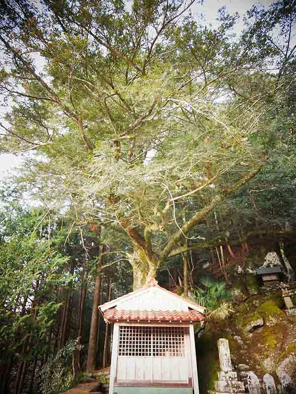 長泉寺のカヤの巨木