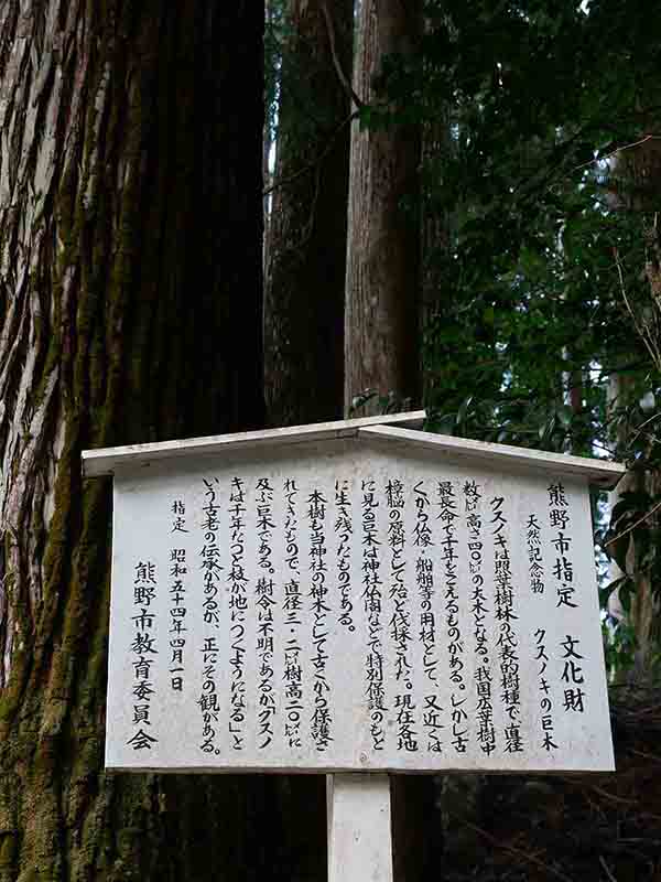 石上神社のクスノキ