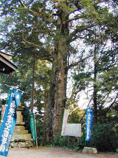 庫庫蔵寺のコツブガヤ