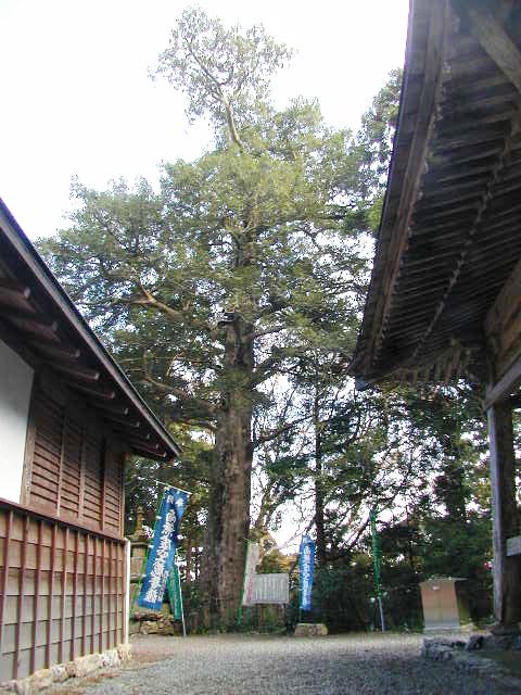 庫庫蔵寺のコツブガヤ