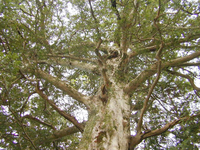 庫蔵寺のイスノキ樹叢