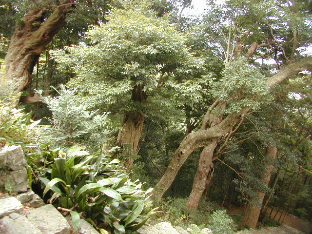 庫蔵寺のイスノキ樹叢