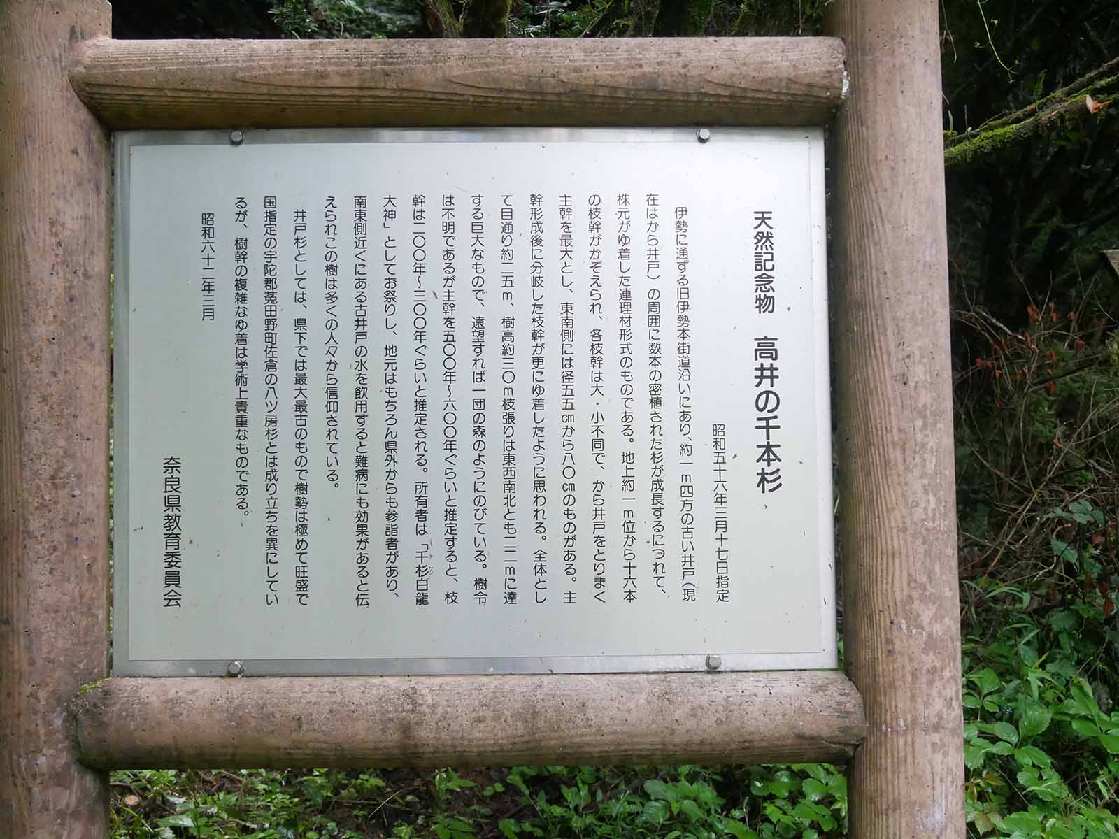 高井の千本杉