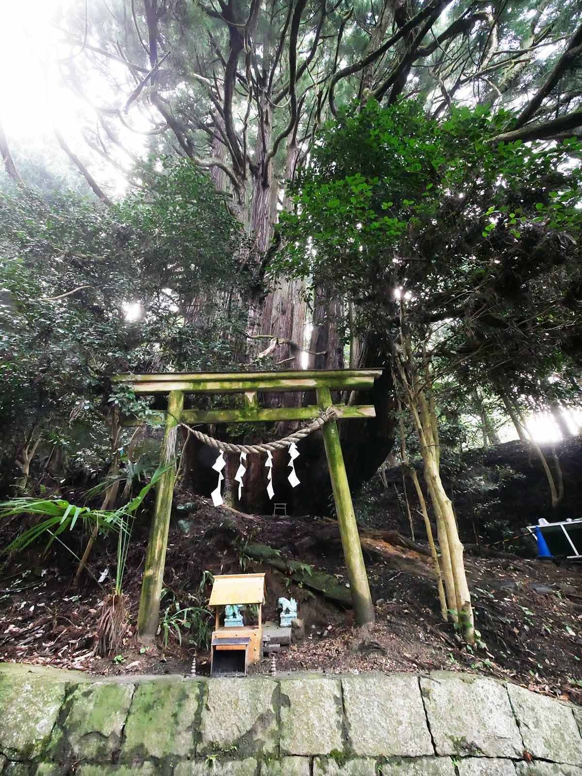 高井の千本杉