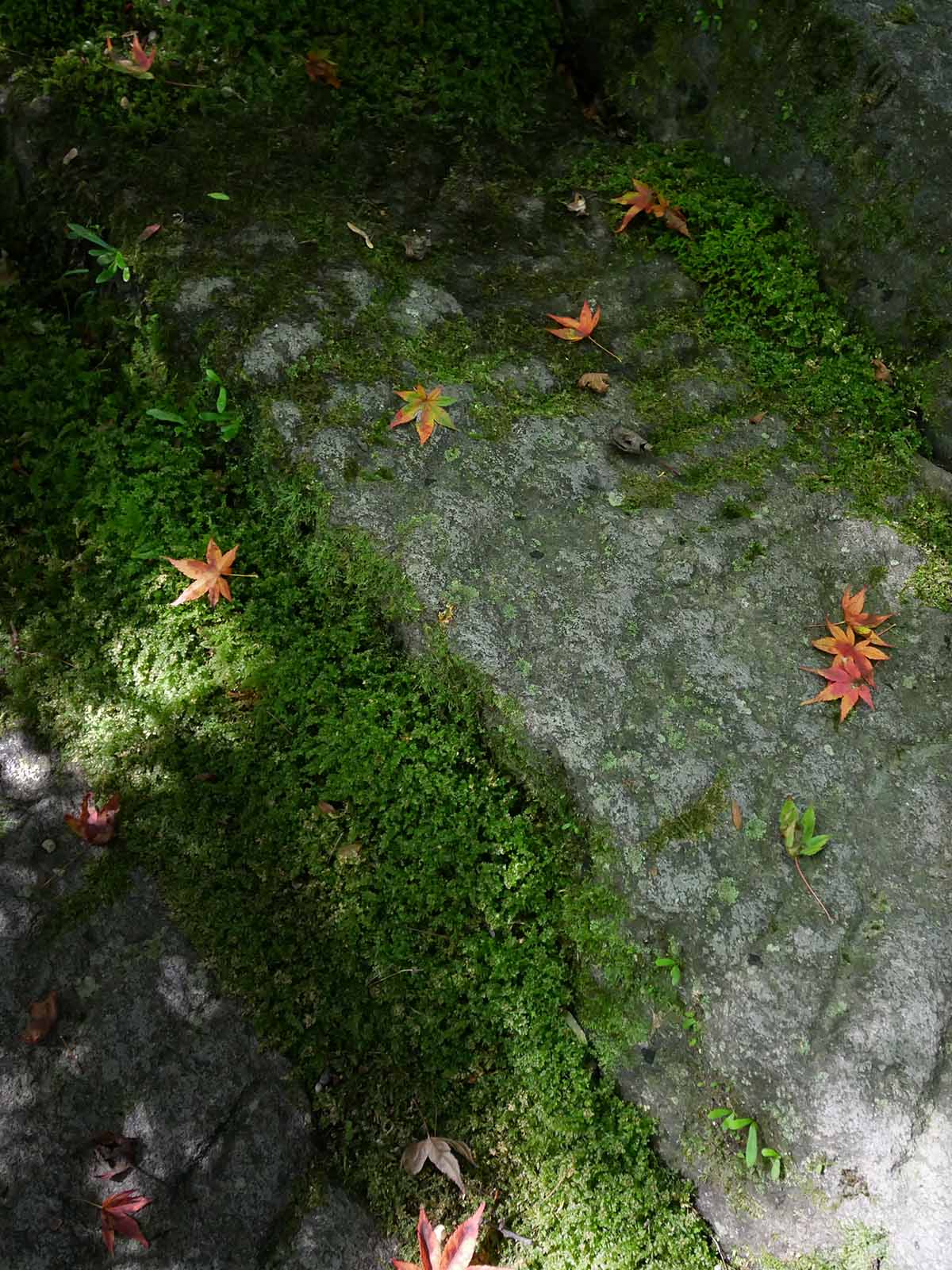 大願寺の小さなカエデの葉