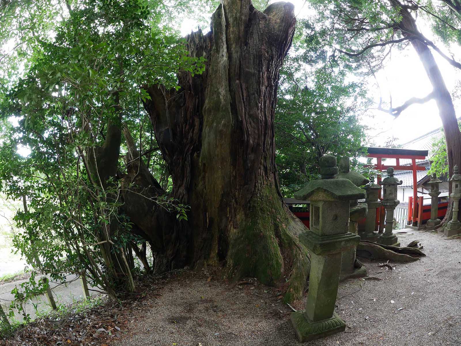 中之庄天神社の堂の杉