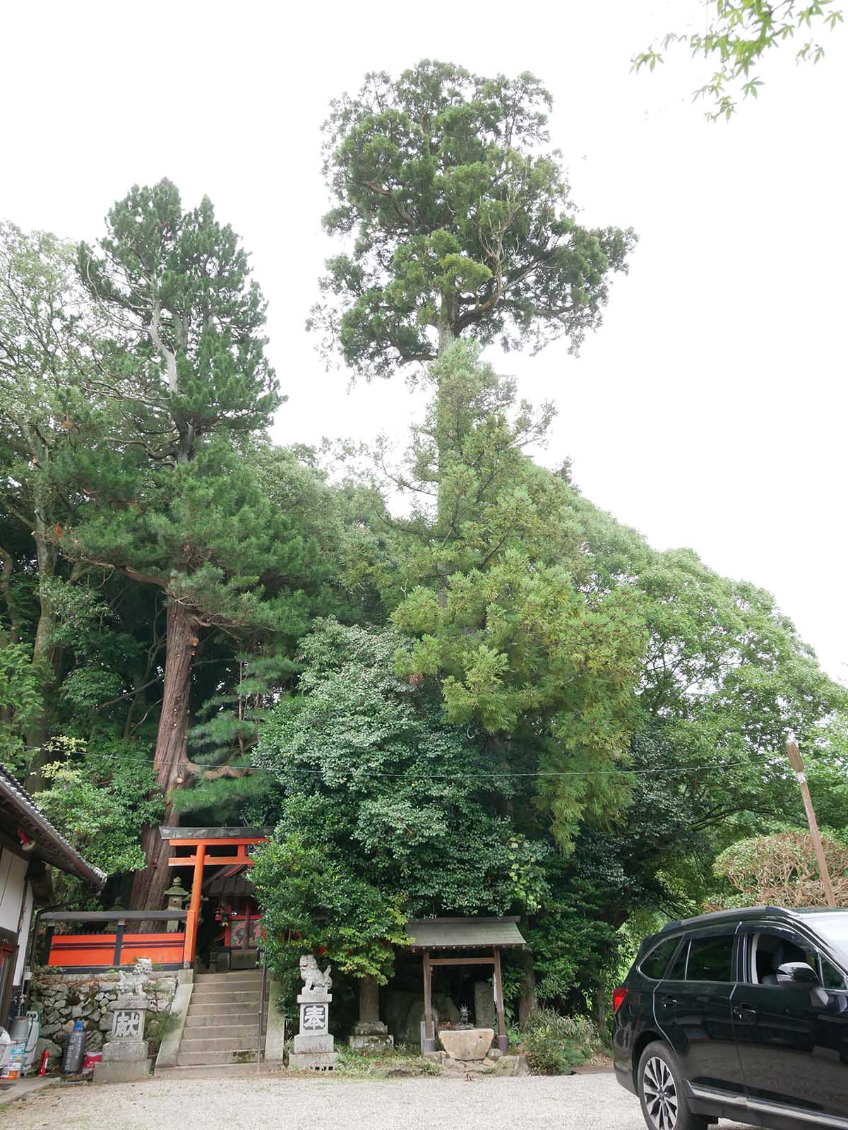 中之庄天神社の堂の杉