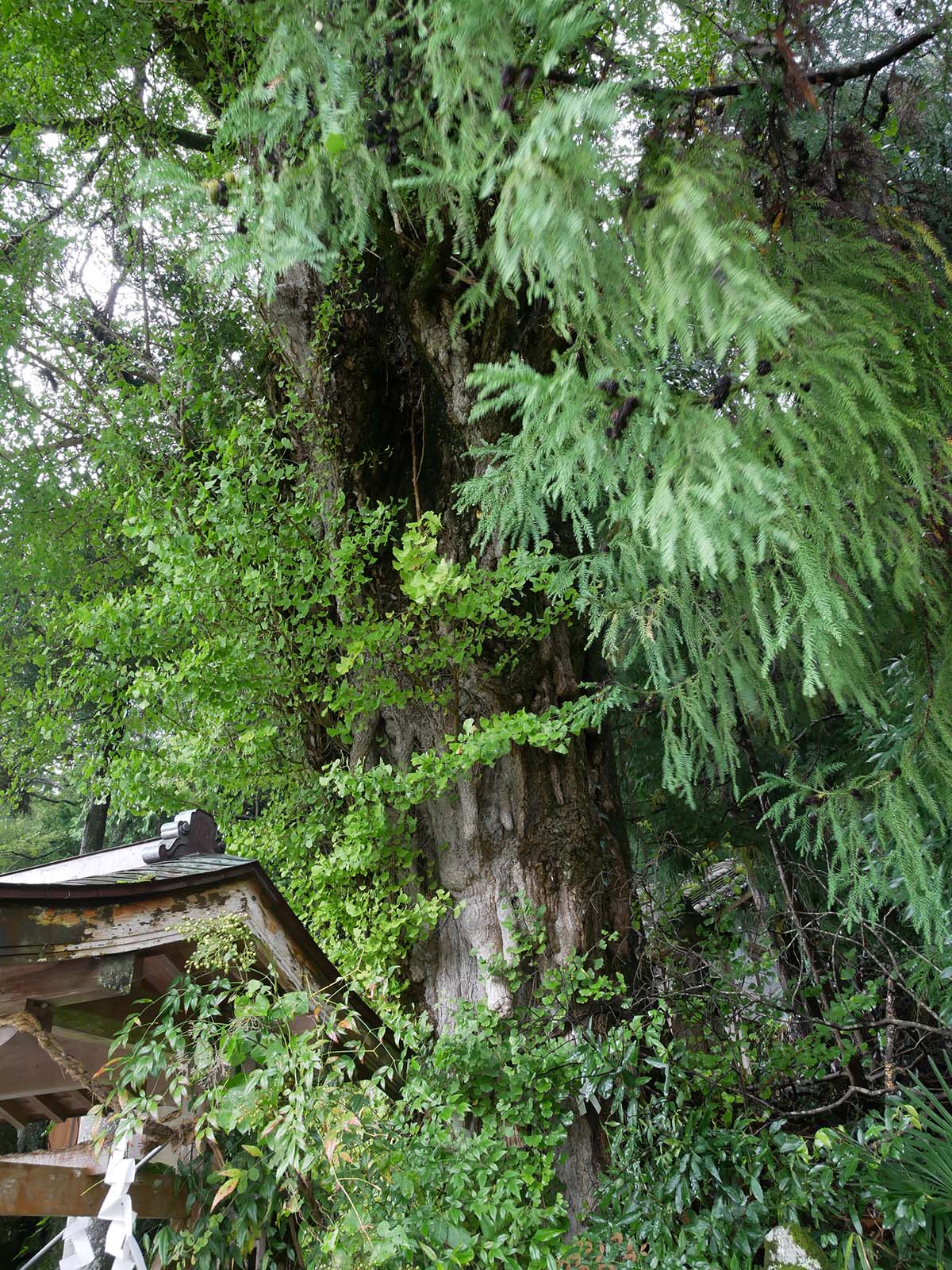 古大野神明神社のイチョウ