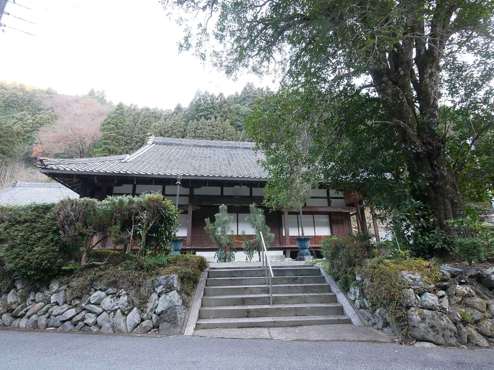 円覚寺のギンモクセイ