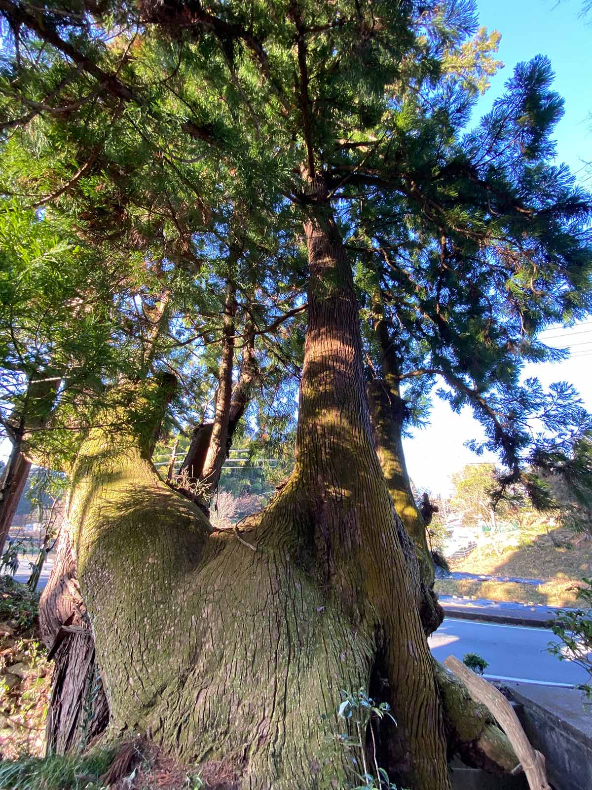 大井戸の杉