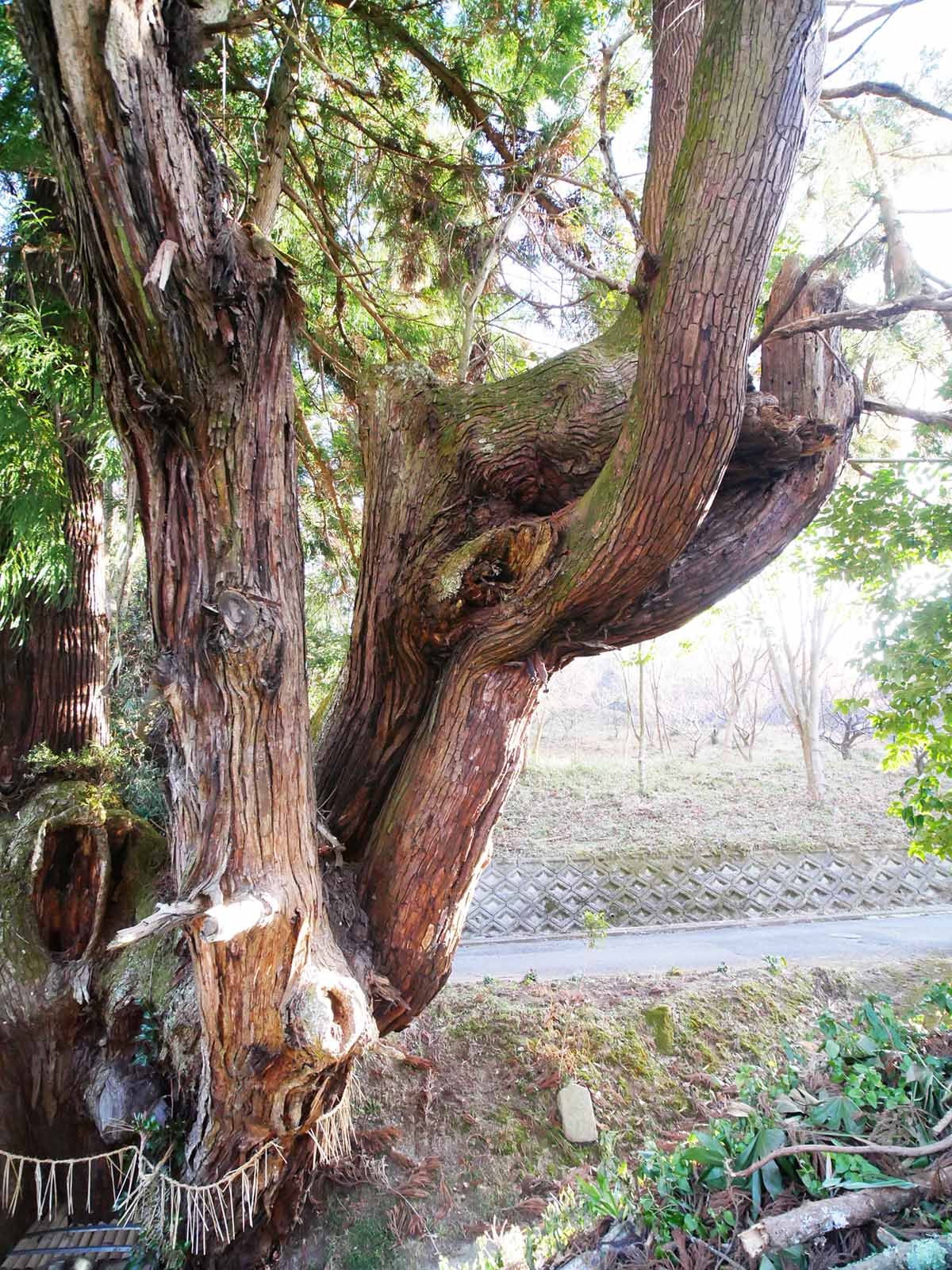 大井戸の杉 巨樹名木探訪 8 樹木 木の情報発信基地