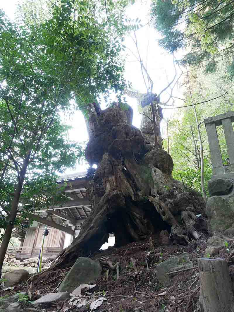 戒場神社のホオノキ