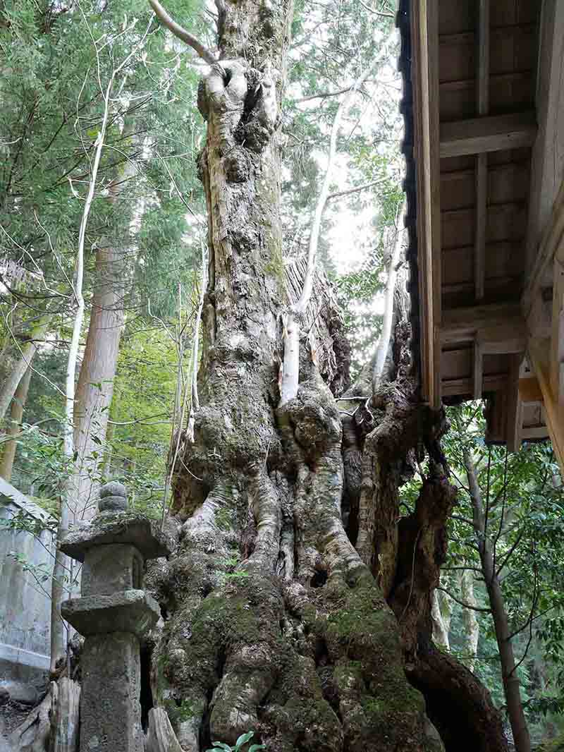 戒場神社のホオノキ