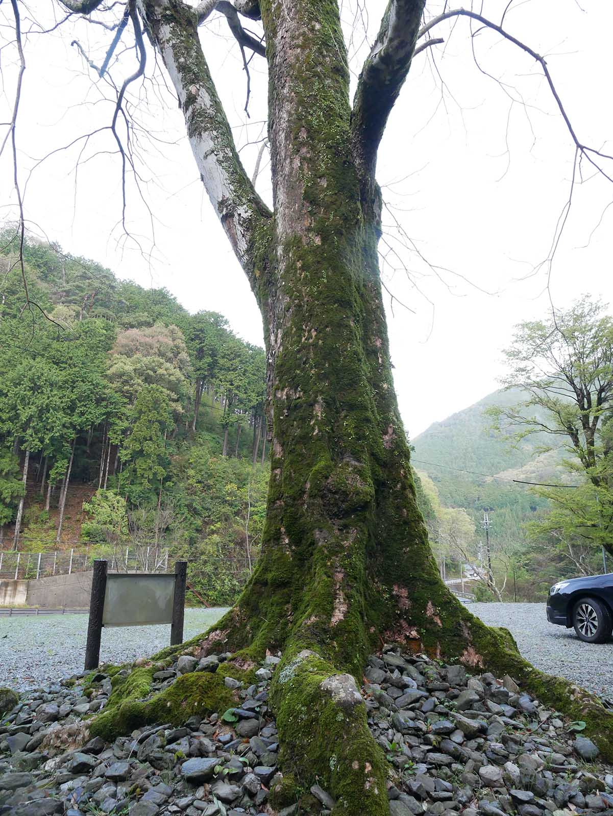 大豆生八幡神社のムクロジ 