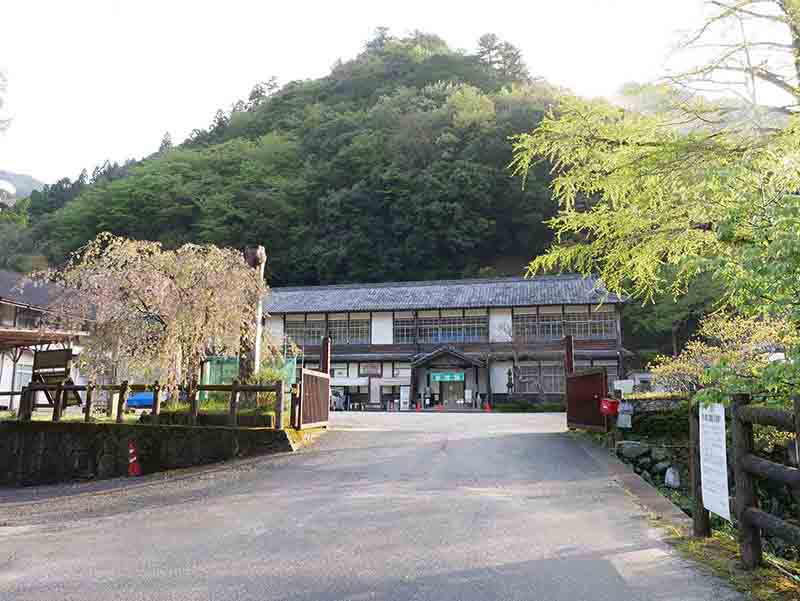 大豆生八幡神社のムクロジ 
