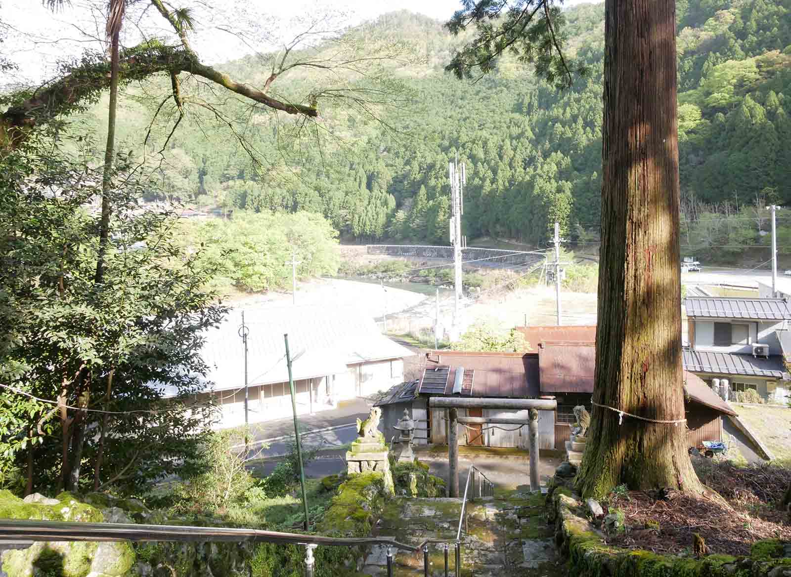烏川神社の第二スギ 