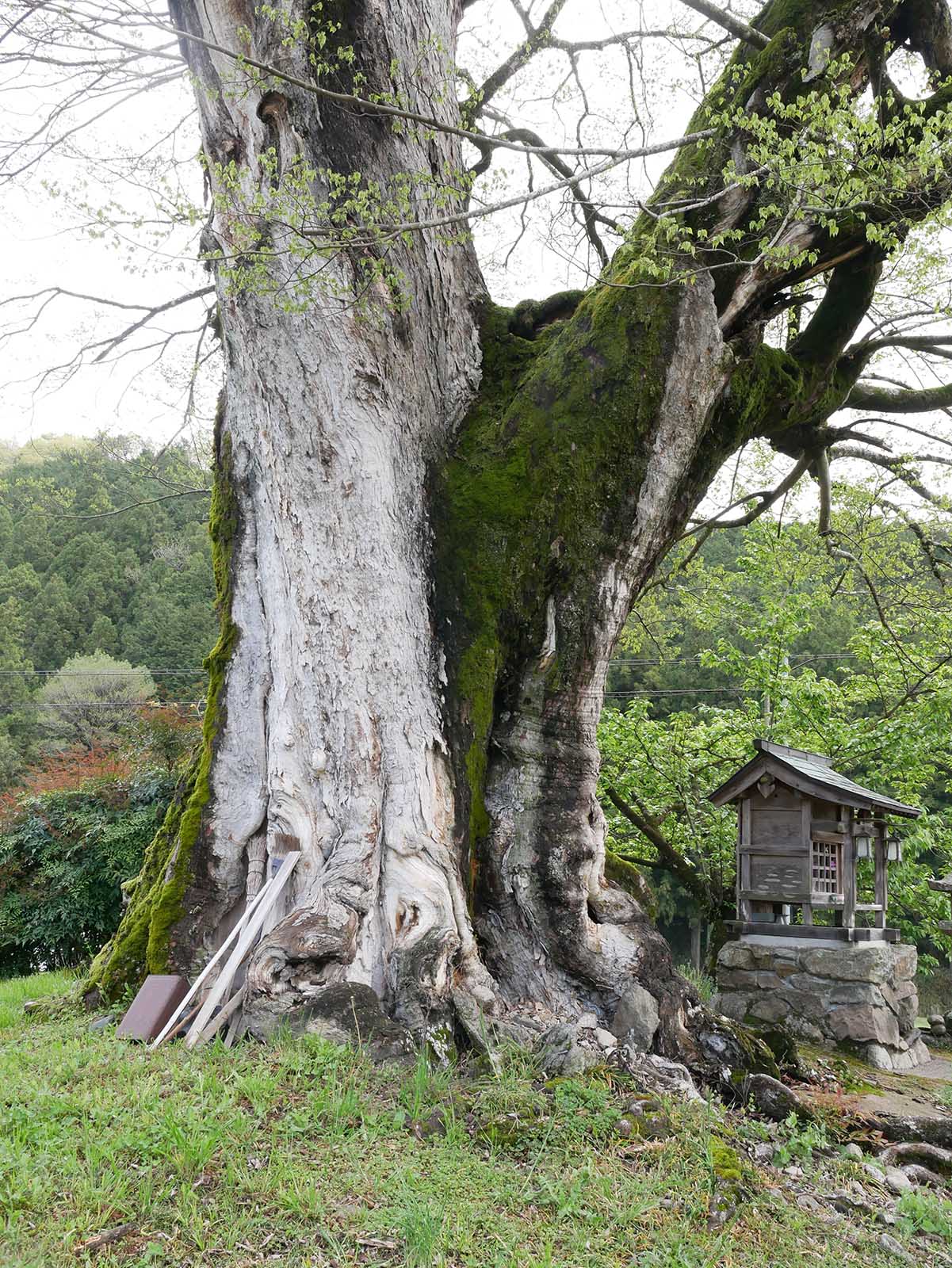 比曽のムクノキの巨樹 