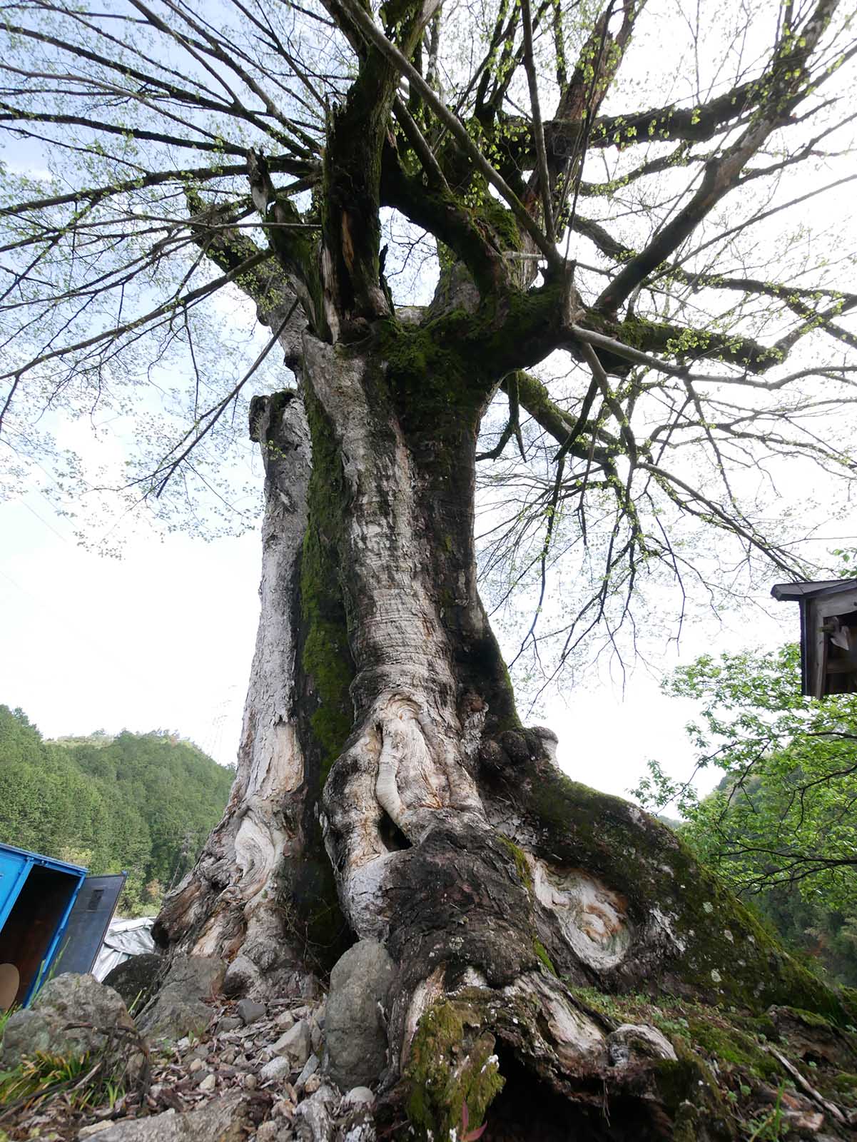 比曽のムクノキの巨樹 