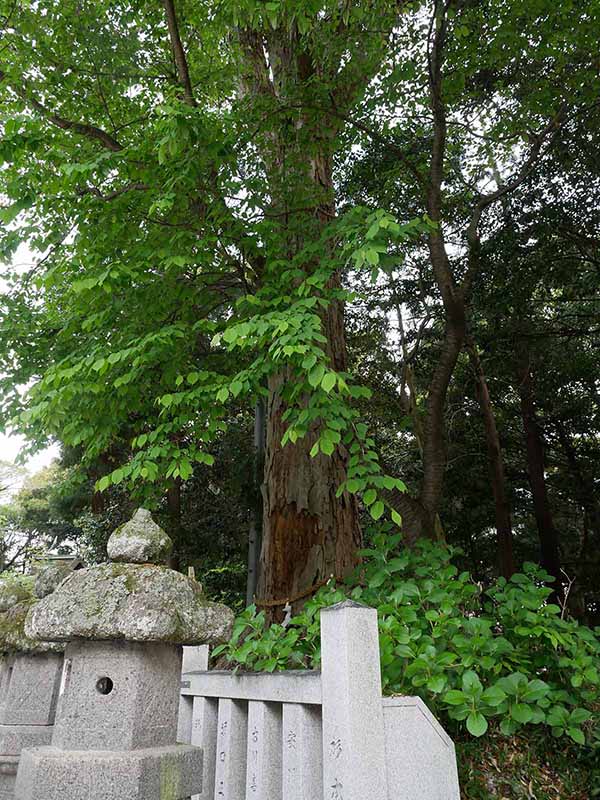 鴨都波神社のイチイガシ