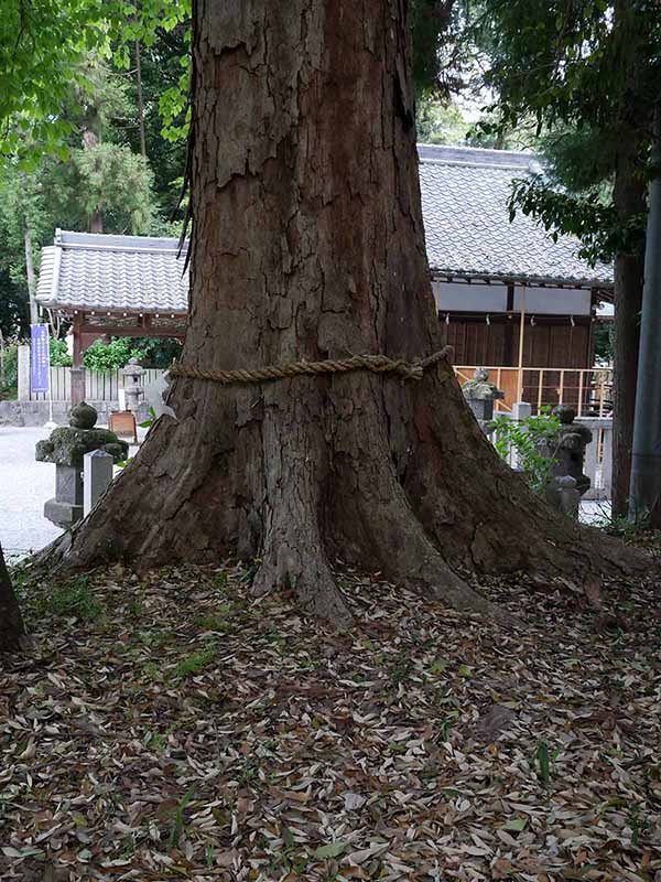 鴨都波神社のイチイガシ