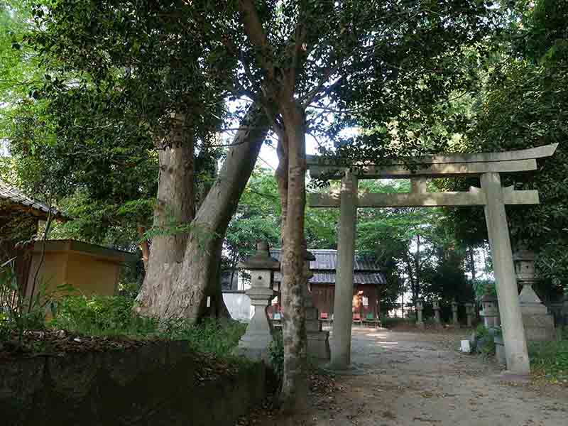 八柱神社のアカガシ