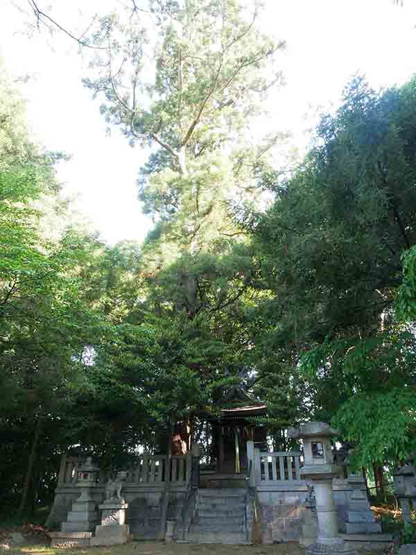 森神社のケヤキ