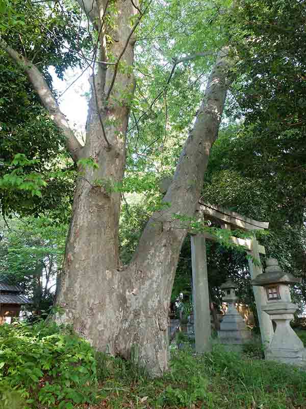 森神社のケヤキ