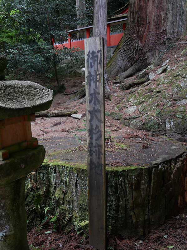 水越神社のスギ