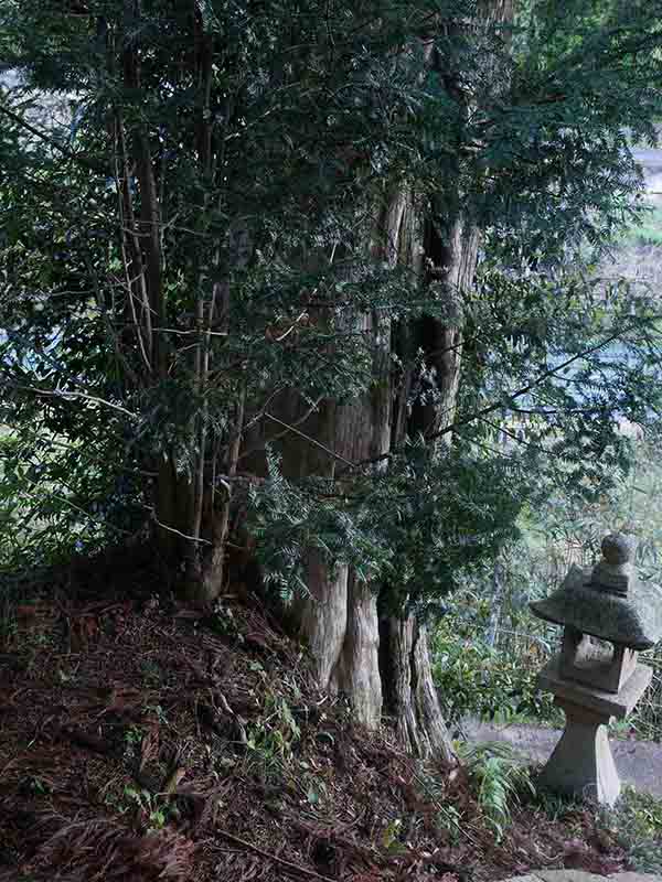 杵築神社のカヤ(右側)