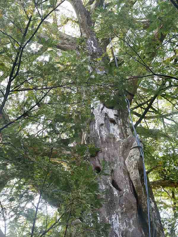 朝護孫子寺の榧の木
