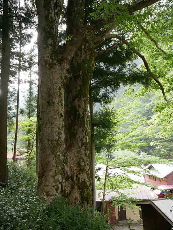 南日裏八坂神社の双胴ケヤキ
