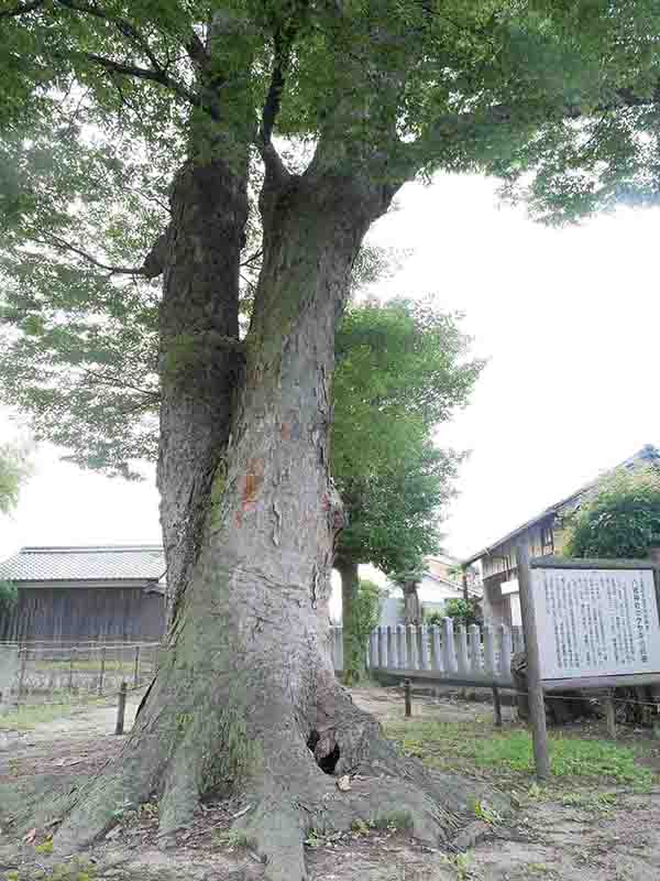 八坂神社のケヤキの巨樹