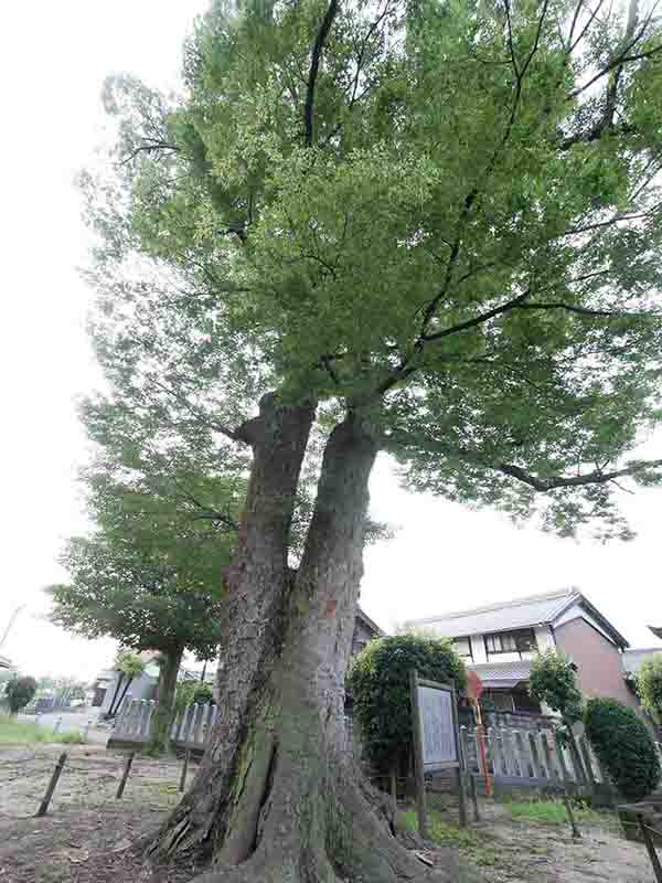 八坂神社のケヤキの巨樹