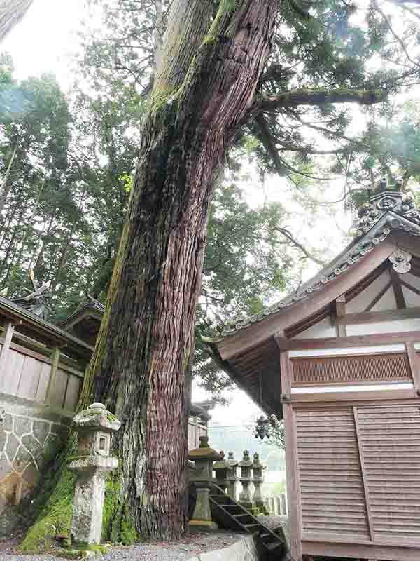 伊豆神社のスギ