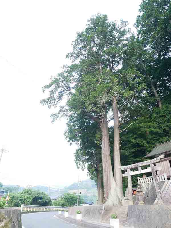 天王神社の天王杉