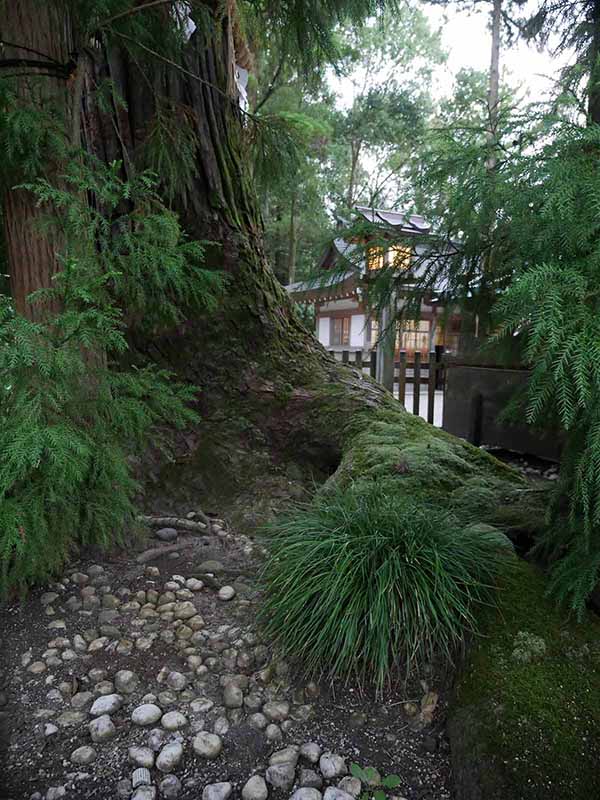 大神神社の巳の神杉
