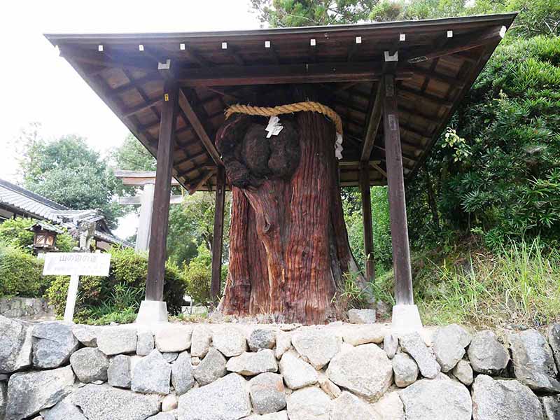 大神神社の衣掛杉、しるしの杉、緒環杉
