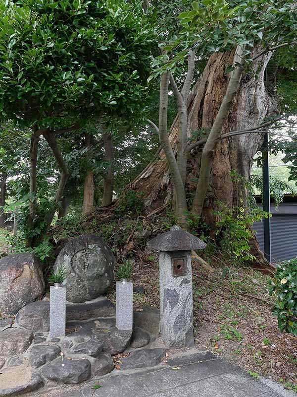 三輪神明神社のムクノキ