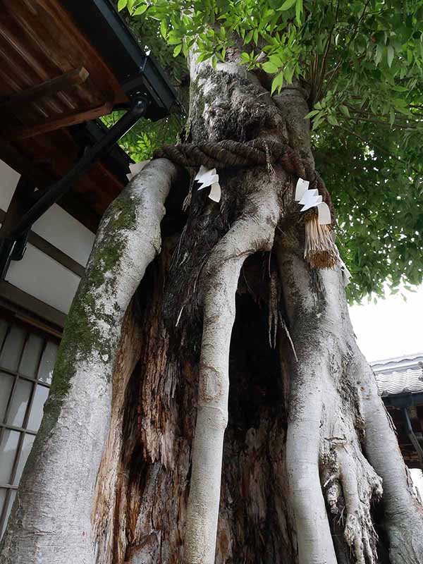 三輪恵比須神社のケヤキ