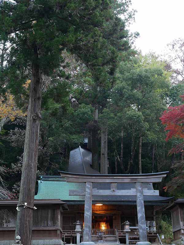 丹生川上神社下社のスギ