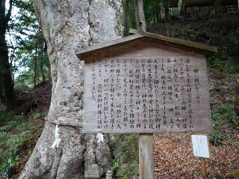 丹生川上神社下社のケヤキ
