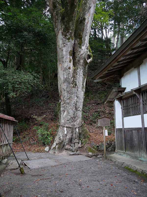 丹生川上神社下社のケヤキ