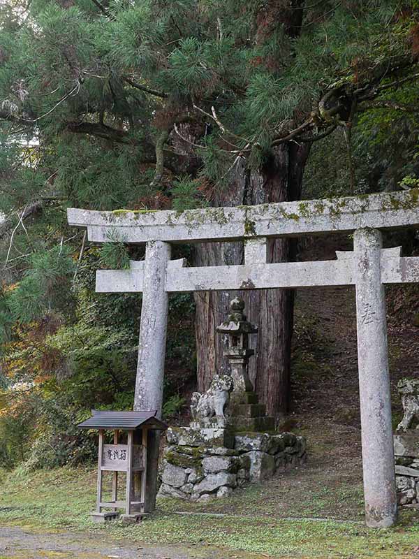 広橋・八幡神社の老杉
