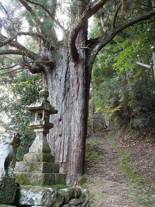 広橋・八幡神社の老杉